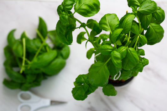 How To Prune Your Basil The Right Way | VIDEO