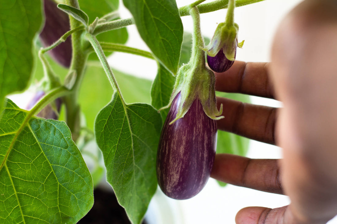 Growing Fairy Tale Eggplants Indoors. Harvest!