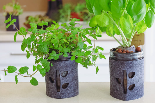 Why Mason Jars Make Great Self Watering Planters