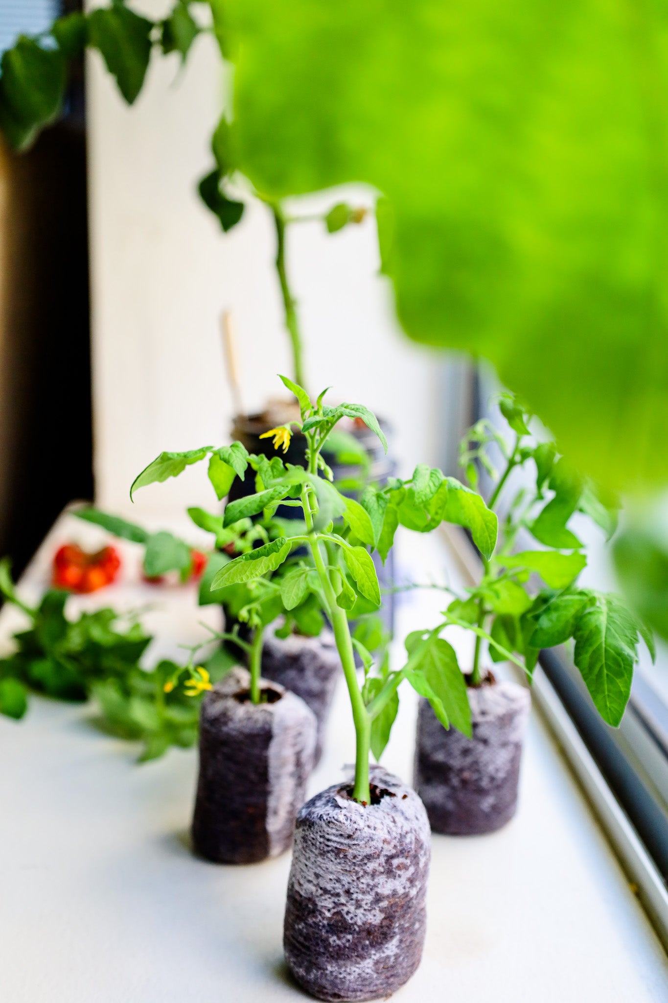 Topping Off Tomatoes And Replanting 