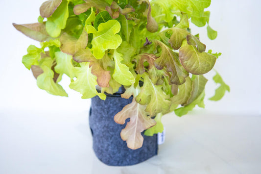 How To Harvest Your Lettuce