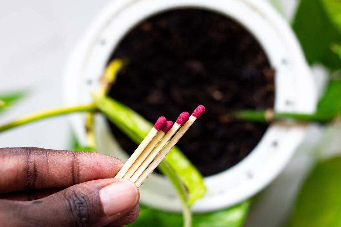 Matches For Your Garden