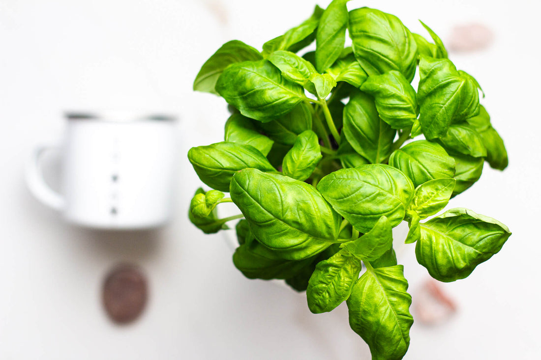 How To Harvest Your Basil