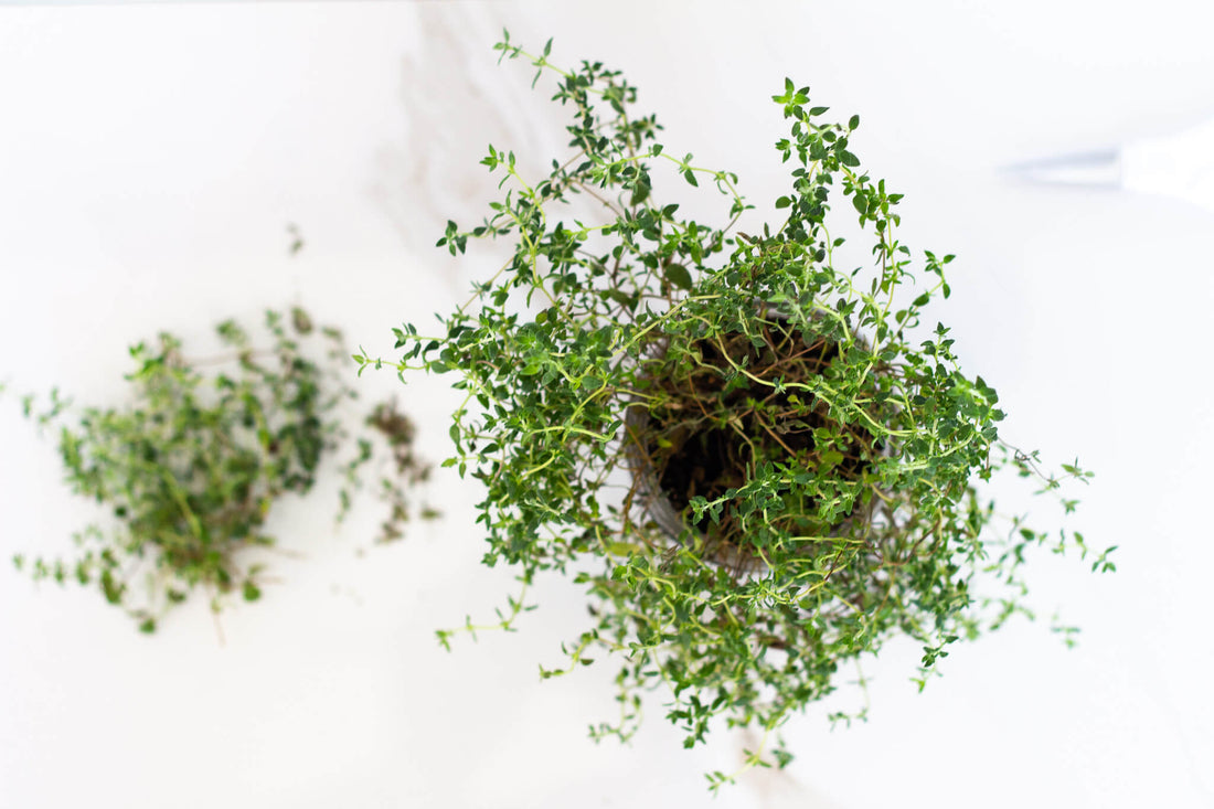Thyme For A Trim [VIDEO]