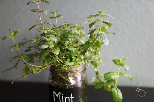Mason Jar Garden Kits with Jars + Mint Are Here! 🌿
