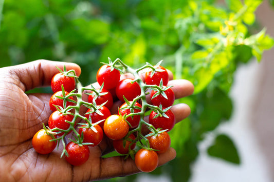 Freshly harvested hydroponic tomatoes grown indoors