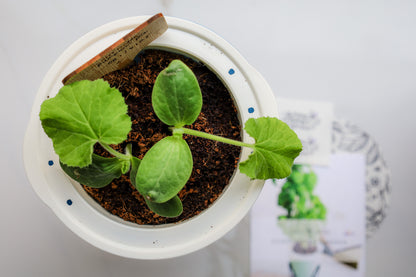 EcoPlanter