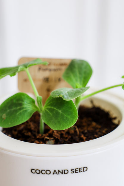 EcoPlanter