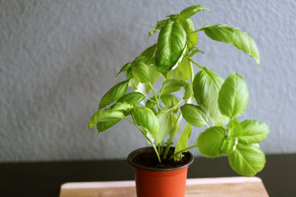 Grow in Solidarity Seed Pack