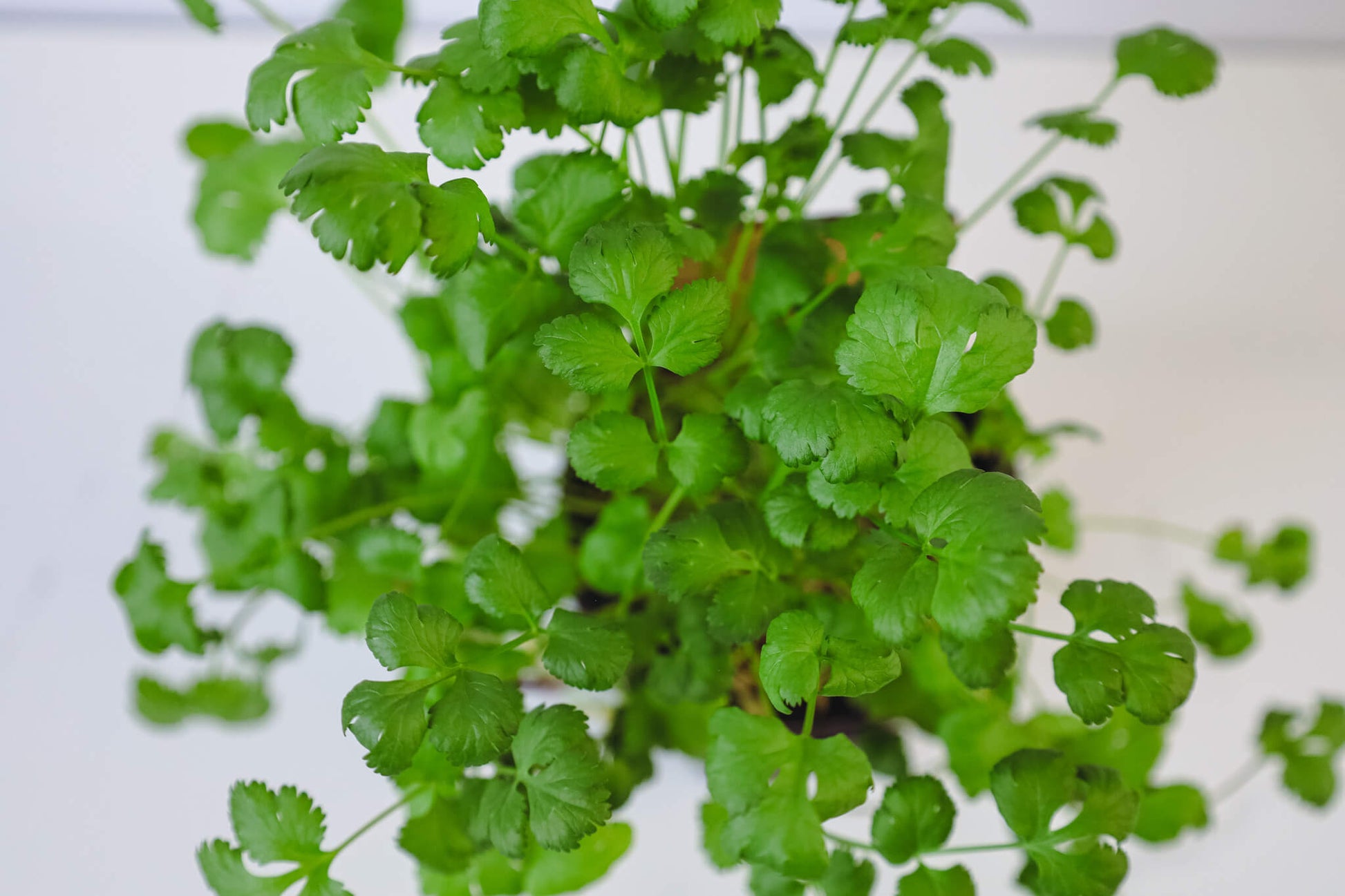 cilantro growing in a hydroponic garden kit