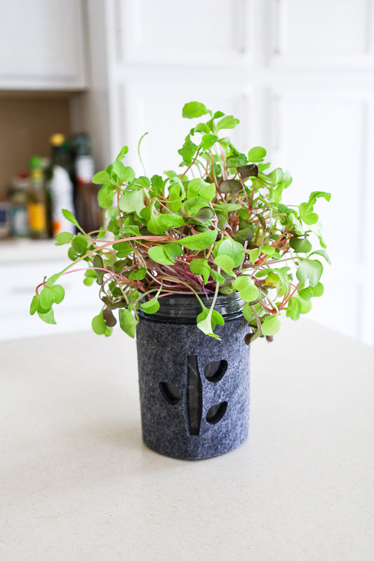 Microgreens Trio Kit