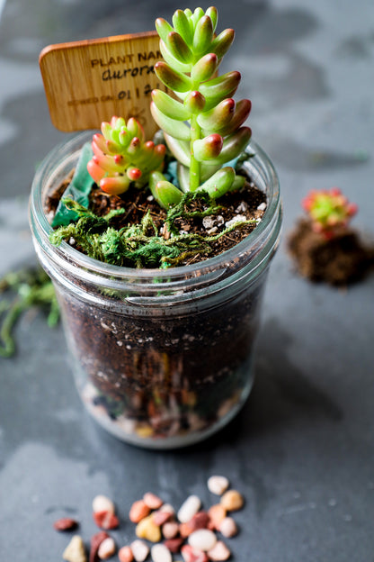 Terrarium Mason Jar Garden Kit with Plant
