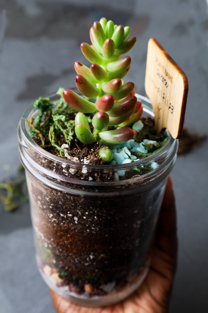 Terrarium Mason Jar Garden Kit with Plant