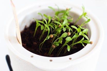 EcoPlanter Hydroponic Gardening Kit Seeds - Step 2