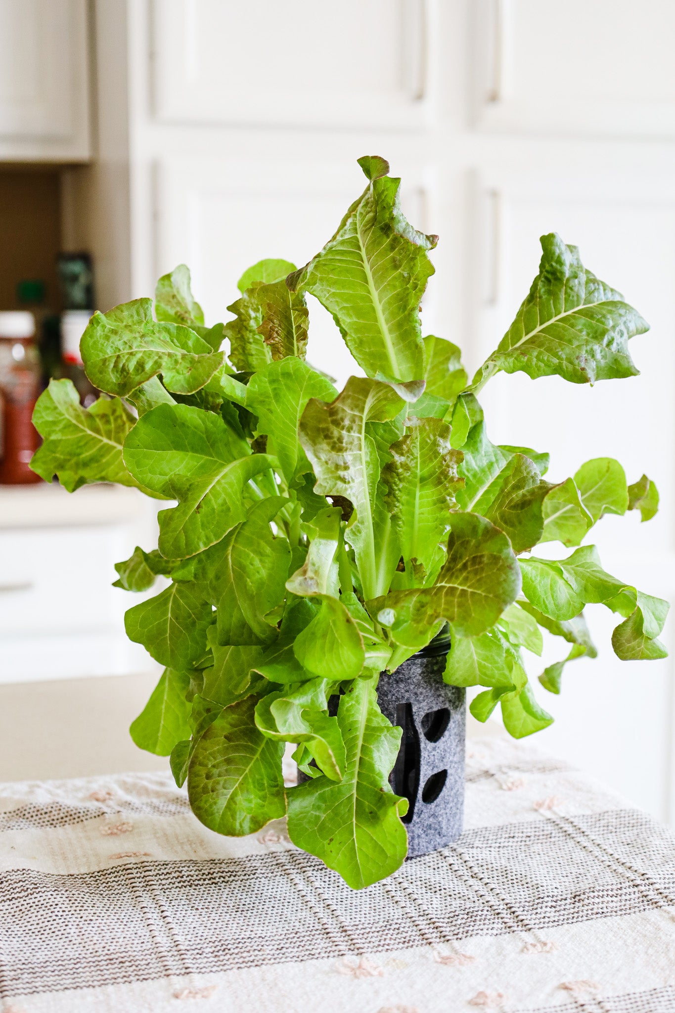 coco and seed lettuce mix in hydroponic mason jar kit