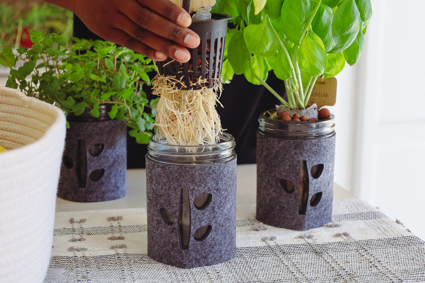 Hydroponic Mason Jar Garden Set Trio