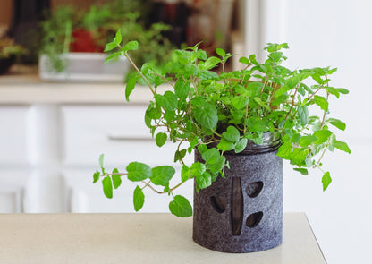 mint hydroponic garden grow kit on kitchen table