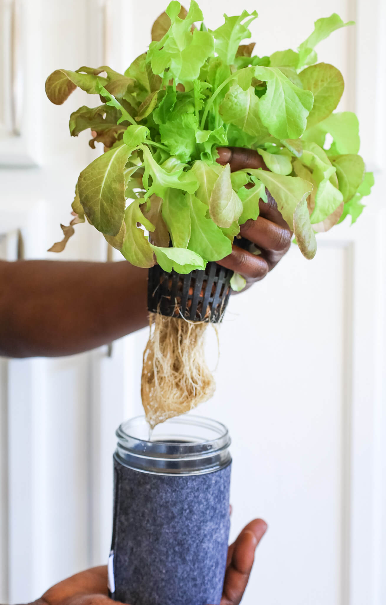 Lettuce Hydroponic Mason Jar Garden Kit
