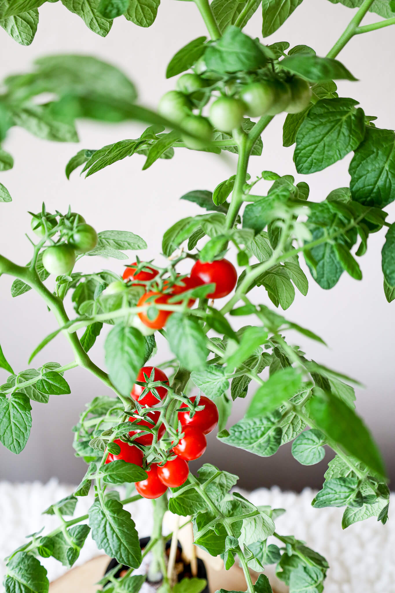 Tomato Garden Trio - Mason Jar Hydroponic Kit Set with Organic Seeds (Cherry 2024 Tomato - Tiny Tim, Red Robin Tomato, Sweetie Cherry Tomato)