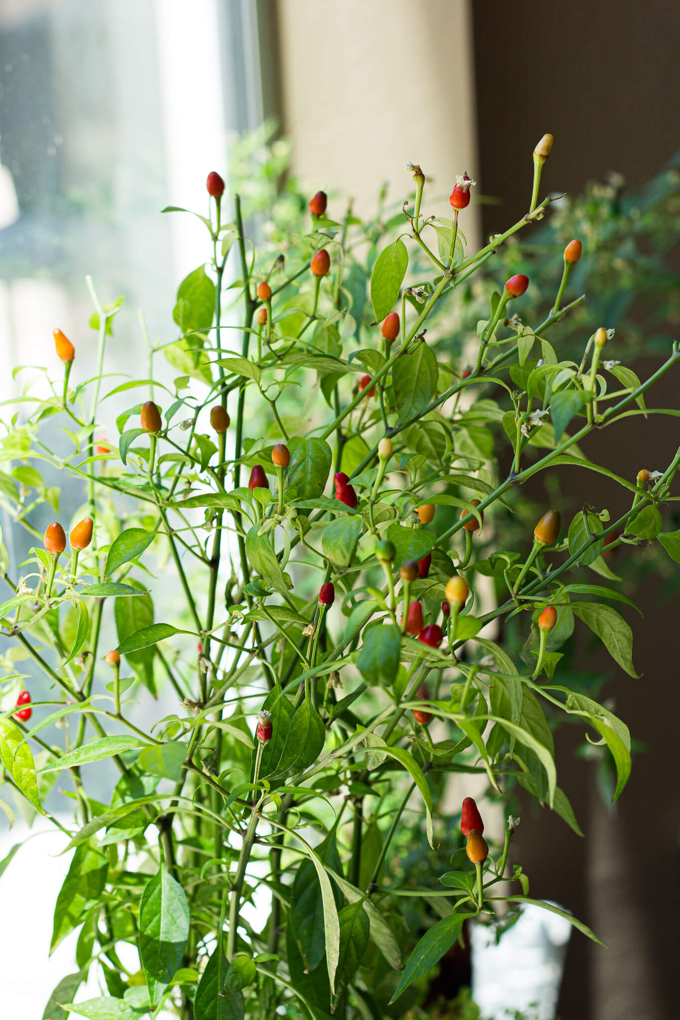thai hot peppers with various colors of red, orange, and yellow peppers on a windowsill